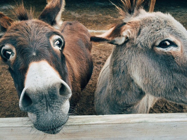 Donkey Ride
