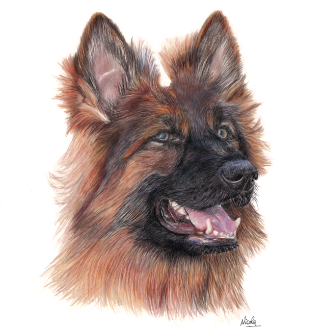 Dog German Shepherd 