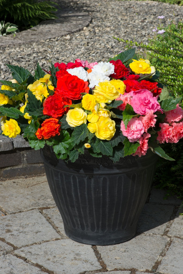Begonia Non-Stop  (Mixed Fortune) - Tray of 4 JUMBO