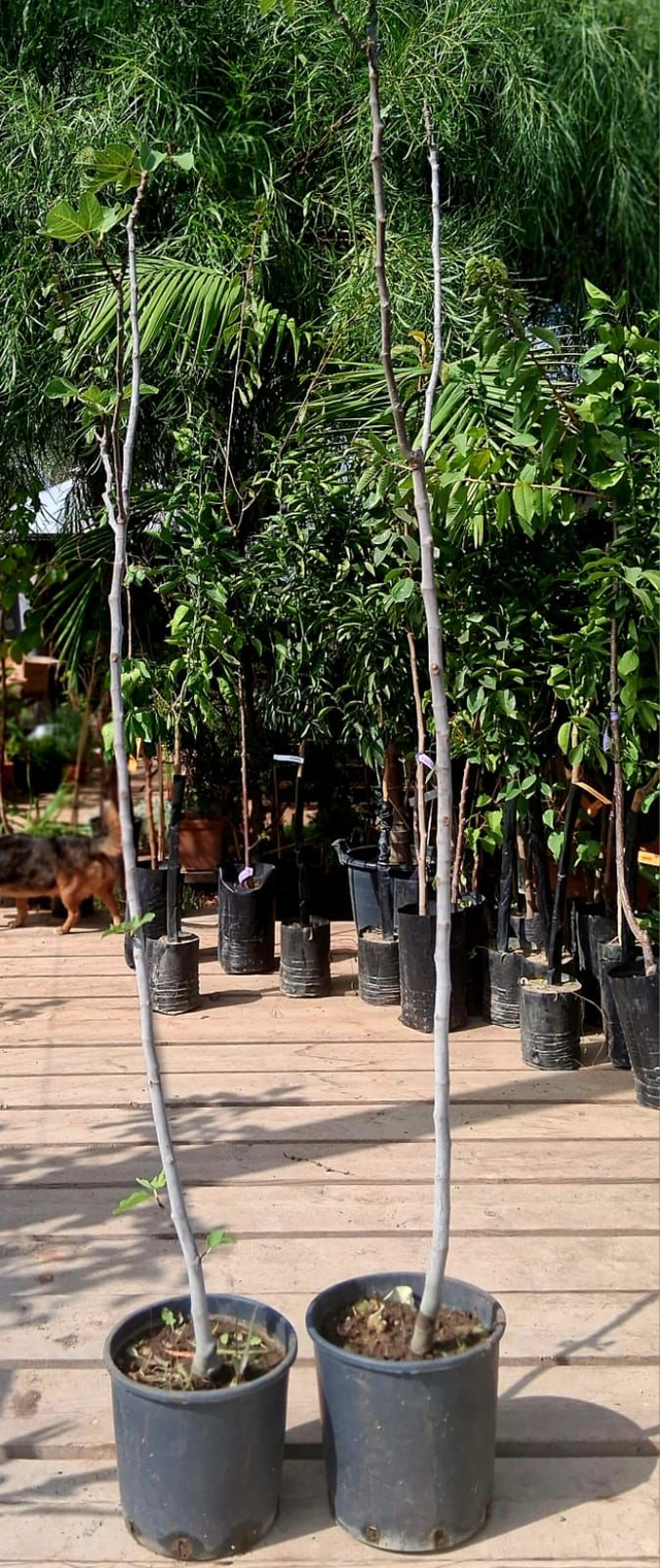 N20 . Fico varietà nera H 2,50