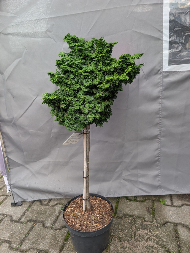 Hinoki Scheinzypresse