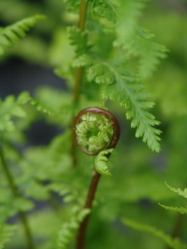 Athyrium filix-femina &#039;Rotsteil&#039;- The Red Stemmed Lady Fern 1 litre