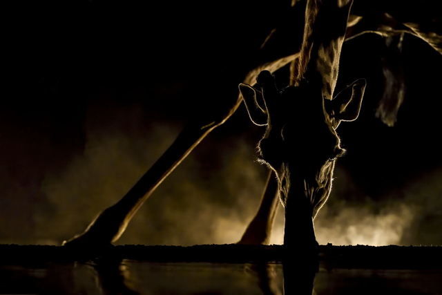 Tirage Dibond " Triangle d'or " série African Ghost