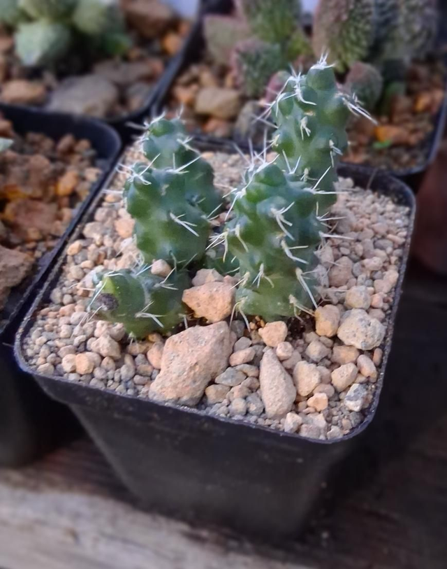 D161 . Echinocereus pentalophus vaso 7x7