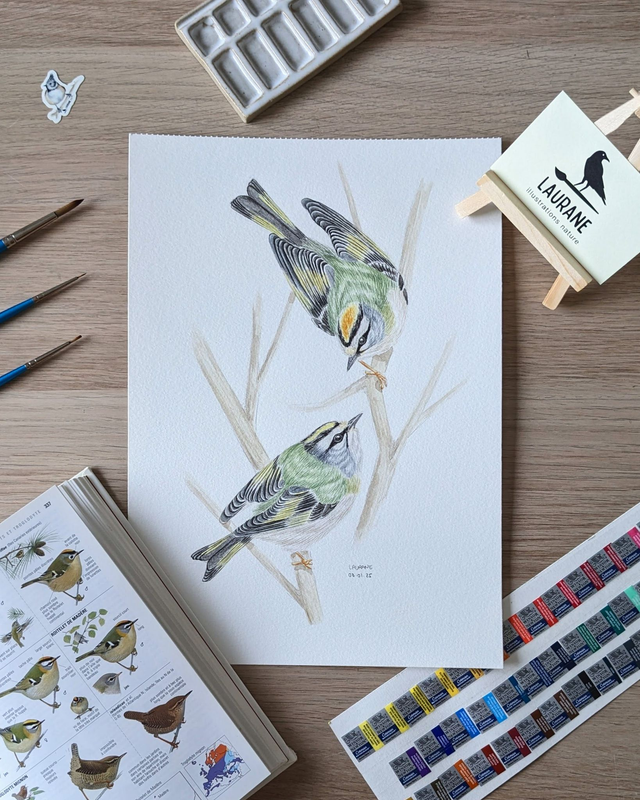 Aquarelle originale - Les Roitelets triple-bandeau - Les Amoureux du ciel