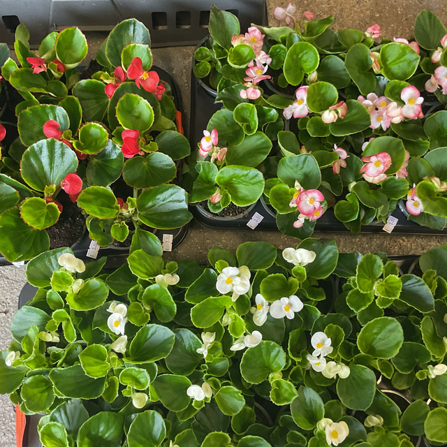 Begonia mix