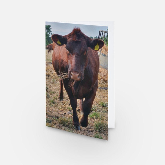 Lincoln Red Cow cattle greeting card