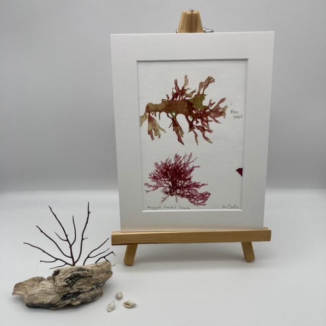 Real Pressed Seaweed