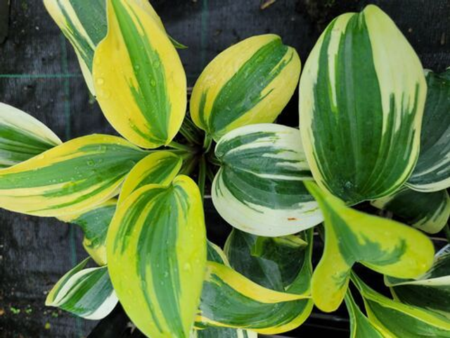 Hosta ‘Permafrost’ 1 litre 