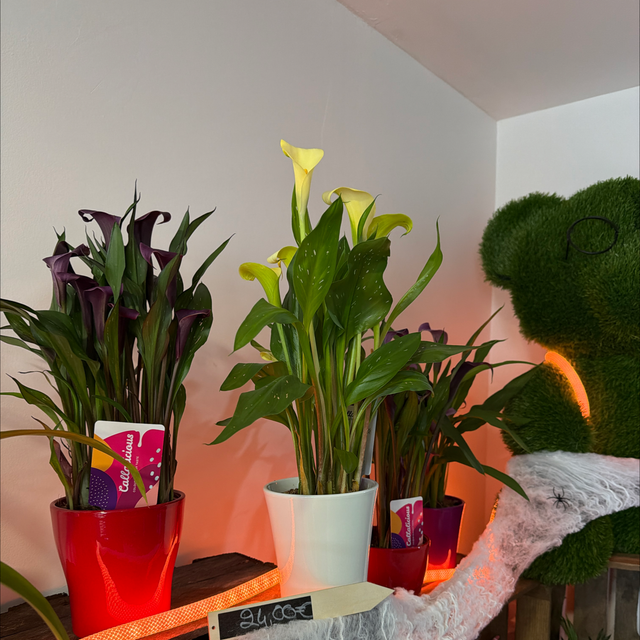 Arum et son pot de couleurs 