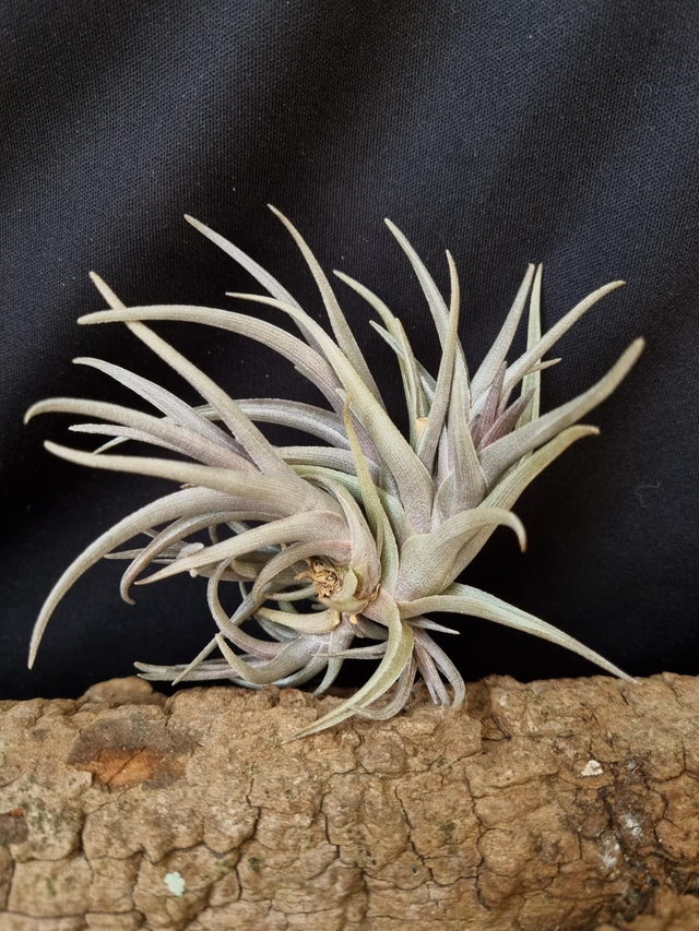Tillandsia Mystic Burgundy