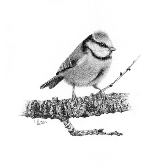 'Blue Tit 2'.  Original framed graphite pencil drawing.