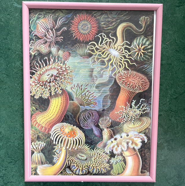 Bild Druck Unterwasserwelt Glas Rahmen 