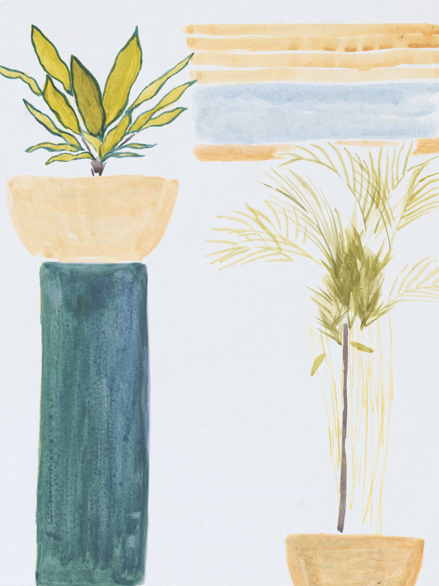 Emerald Pillar Houseplant