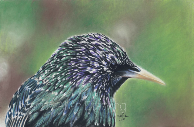 "Starling- Hidden Rainbow" Original Drawing 