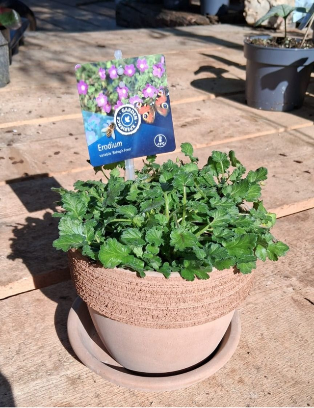 L13 . Erodium Bishop's Form CB