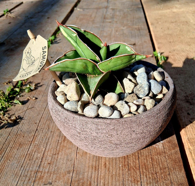 C52 . Sansevieria ehrenbergii 'Samurai' in "Ciotola Rodi"