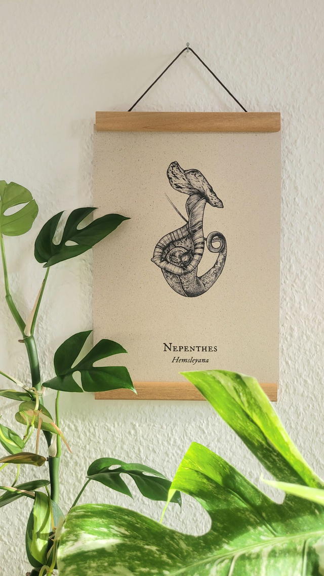 Nepenthes mit Fledermaus