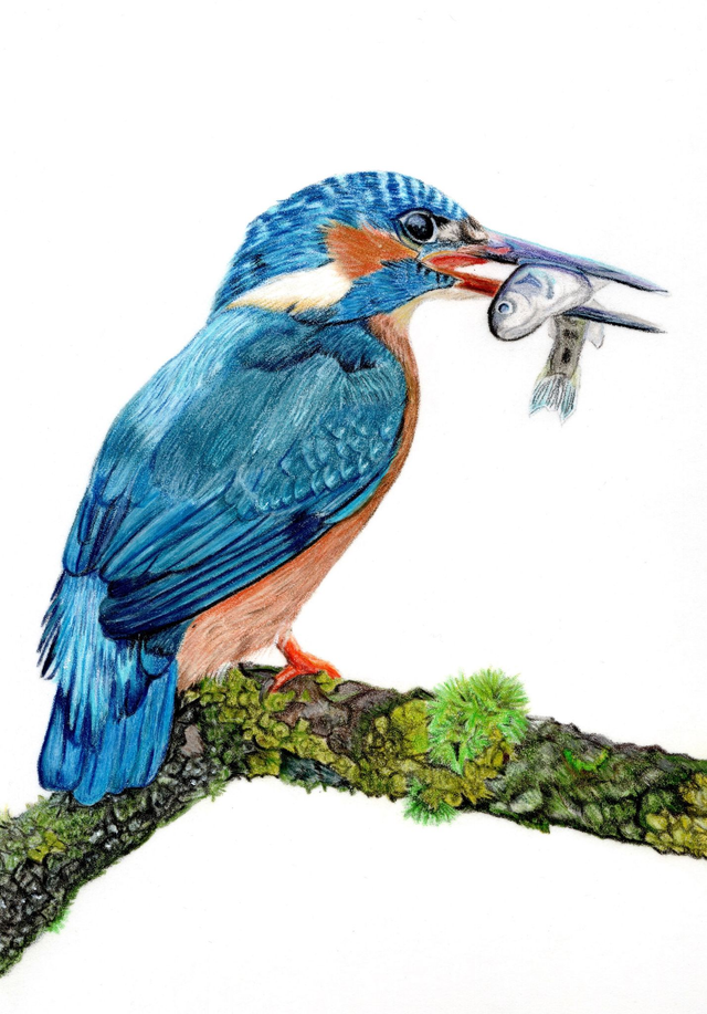 Bird Card Collection