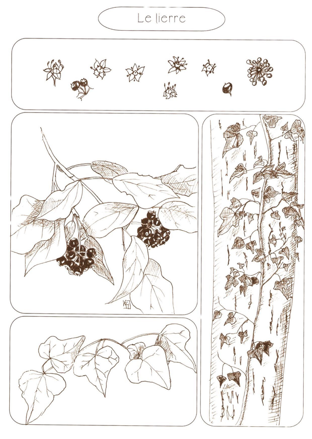 Carte postale "Le lierre"