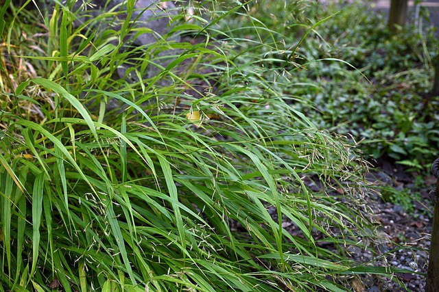 Hakonechloa macra - Japanese Forest Grass P9