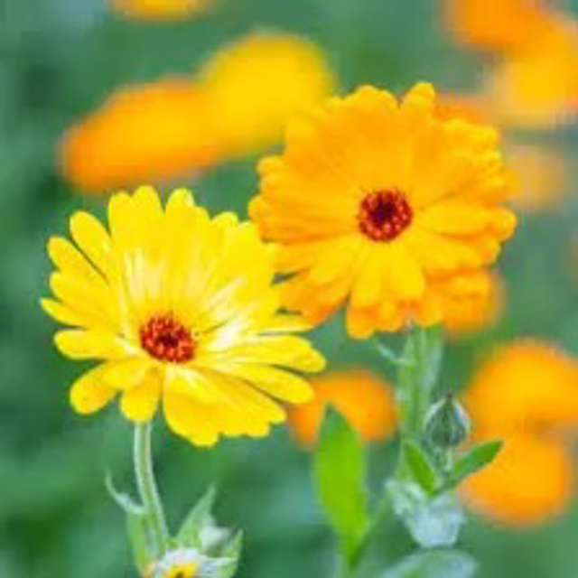 Dried Calendula - Spell Ritual
