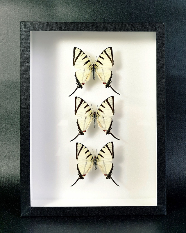 Graphium agetes (trio)