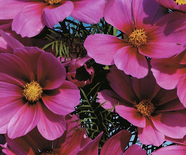 Cosmos Versailles Tetra