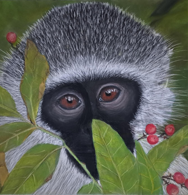 What Do You See (Vervet Monkey) Limited Edition Signed Print 29 x 42 cm