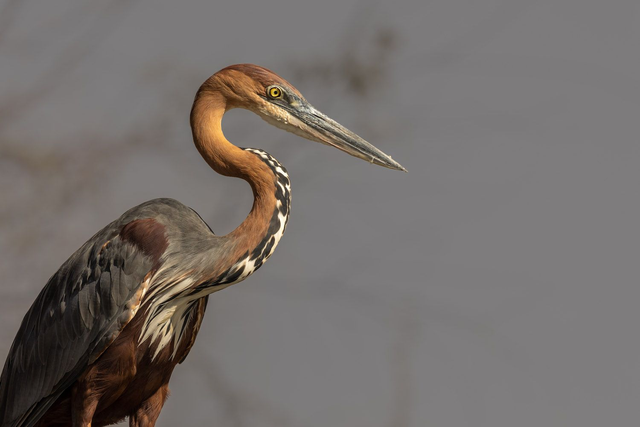 Tirage d'art : Goliath 