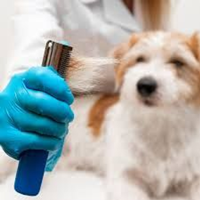 Grooming Extra - Dog Hand Stripping & Packages