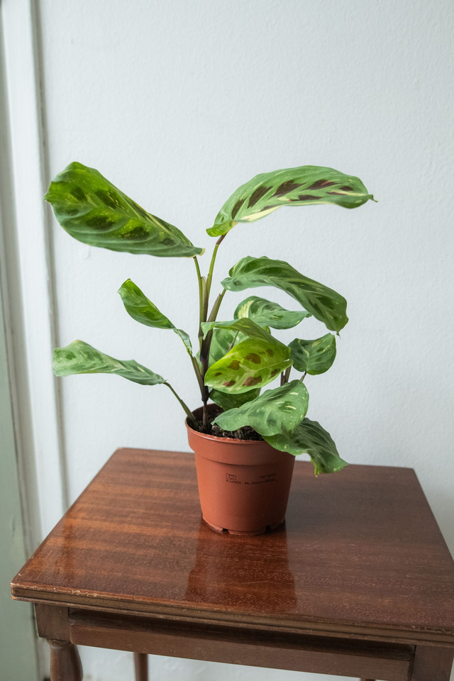 Maranta Leuconeura Kerchoveana Variegata 🌿
