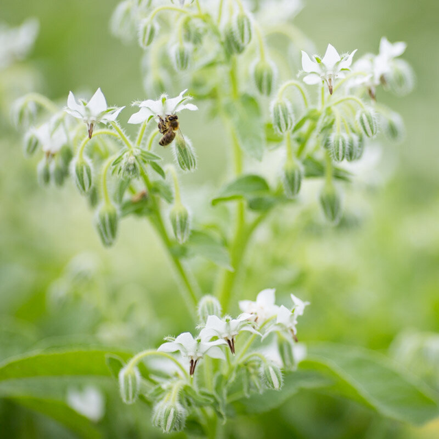 Bourrache Blanche Bio - Borago Officinalis