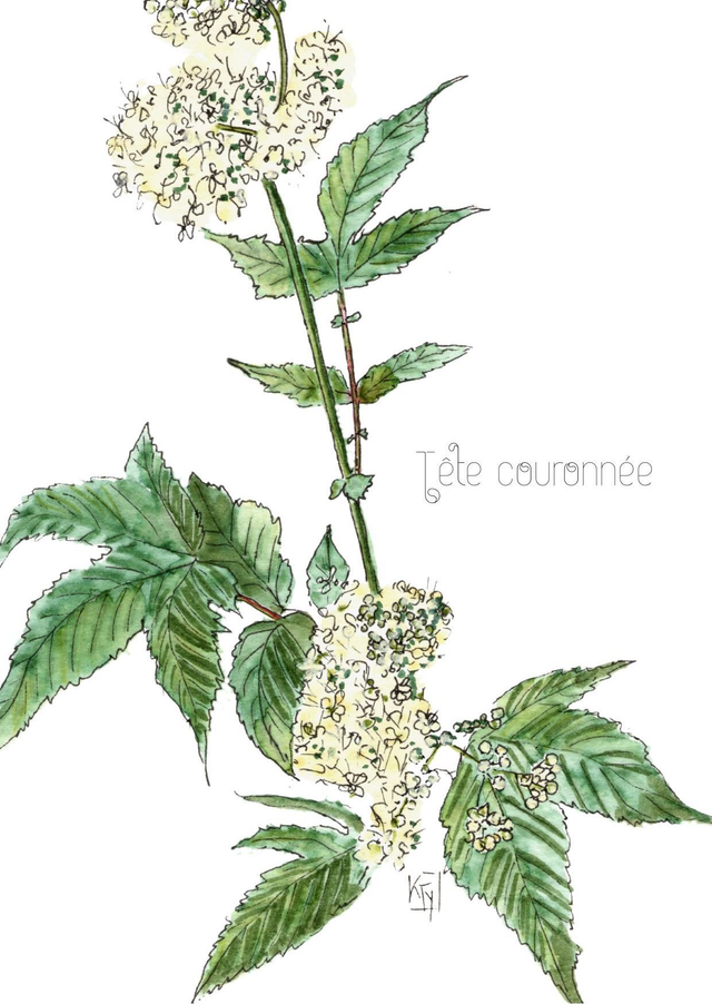 Carte postale "reine des prés"