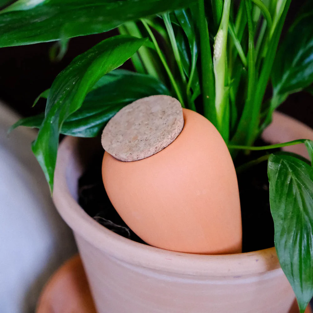 Olla terracotta - Pepin