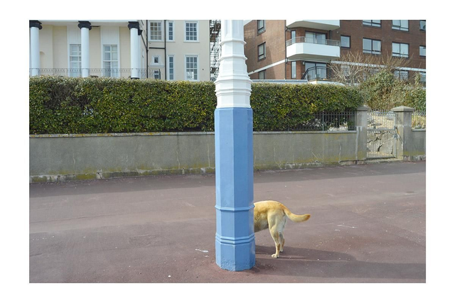 15 by 10 inch print. Weymouth half dog.