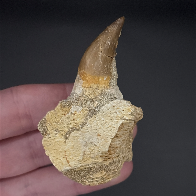 Mosasaur Jaw Section 