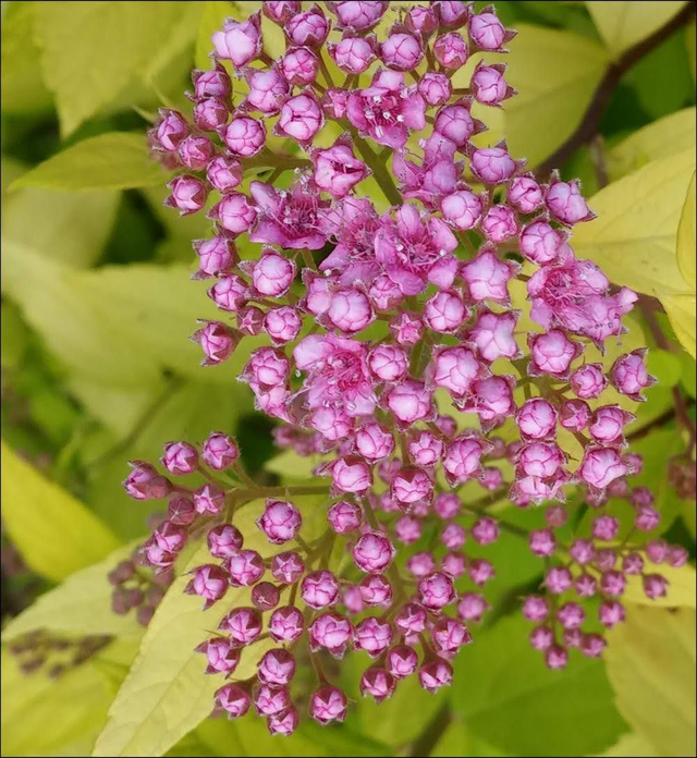 Spiraea japonica ‘Golden Princess’ - 1ltr pot