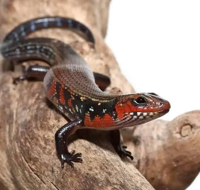 Fire skink