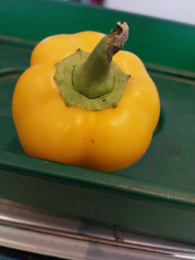 Yellow Pepper 