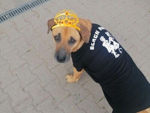 Shirt Black Raven: WOMEN, BLACK