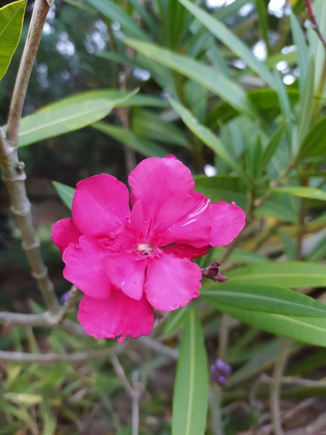 Nerium oleander - 1 ltr pot