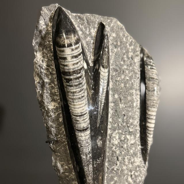 Orthocéras sur socle 003