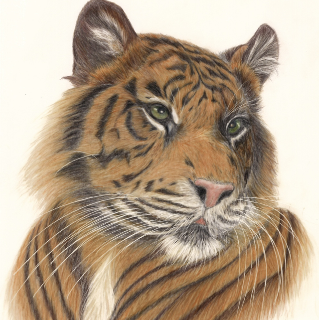 Tiger Pencil Drawing