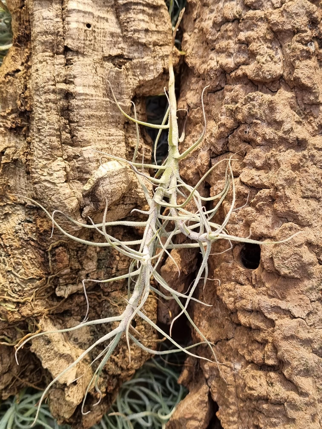 Tillandsia caerulea forme 2