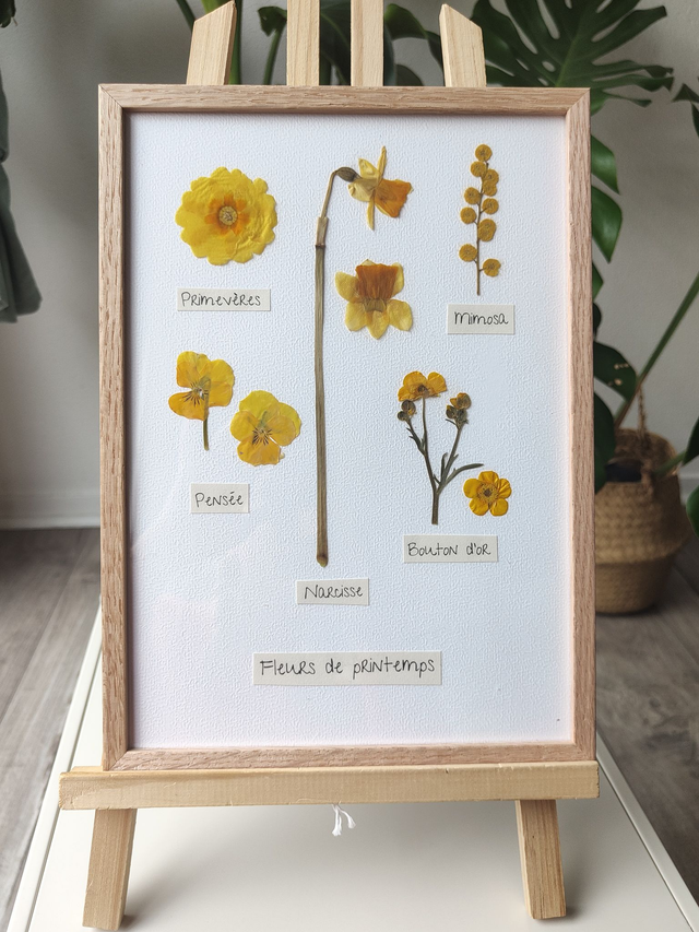 Herbier de fleurs pressées