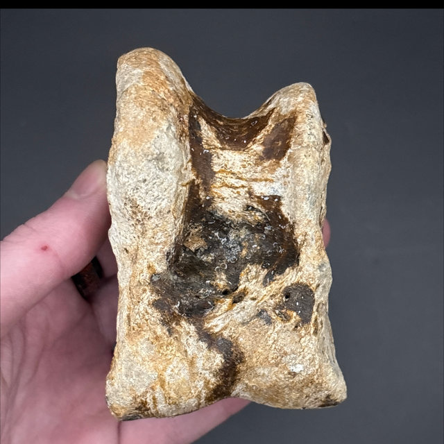 Bison Tarsal