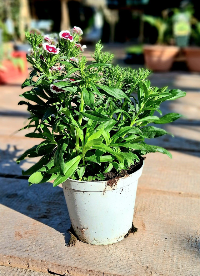 P05 . Garofano dei Poeti