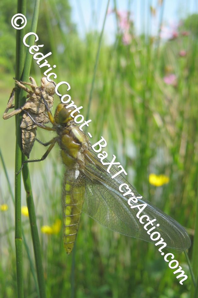 Impression sur alu dibond - Le petit monde du Vivant (ref 4207)