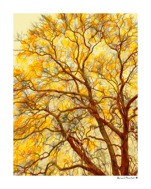 Arb36 - Glacis Arbor Luteus